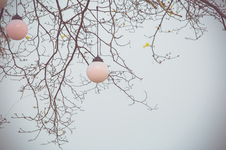 Circle Lamp under treeの写真素材