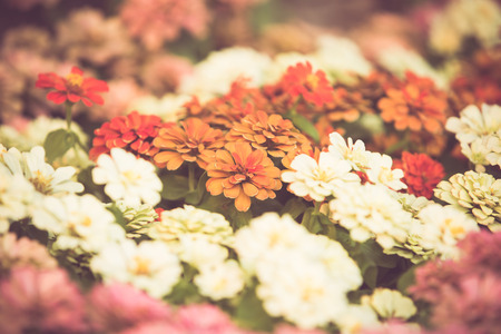 Colorful little flower blossom in garden with vintage retro toneの写真素材
