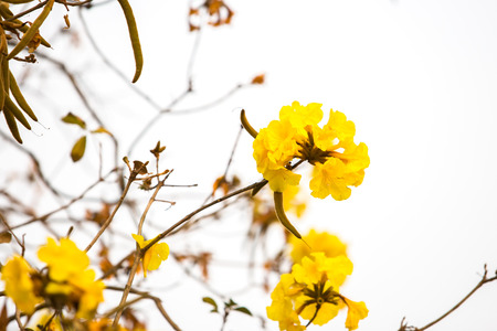 Yellow tabebuia spring blossom