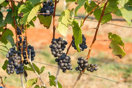 branch young grapes on vine in vineyard