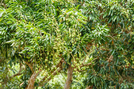 Young litchi on tree