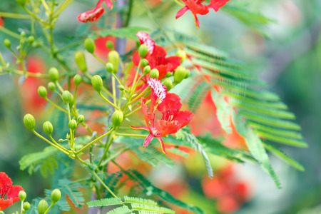 Caesalpinia pulcherrima flowerの写真素材