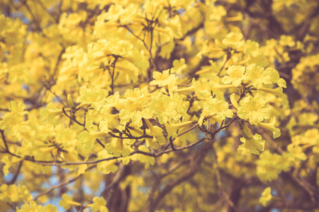 Yellow tabebuia spring blossom in vintage retro tone