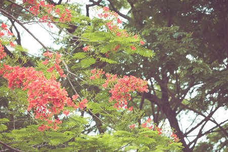 Caesalpinia pulcherrima flower in vintage retor color toneの写真素材