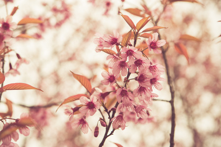 Wild Himalayan Cherry spring blossomの写真素材