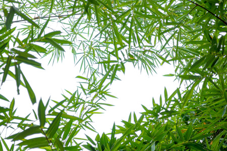 bamboo leaves on white backgroundの写真素材