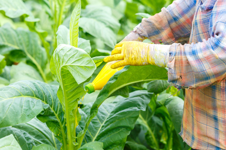 Thai woman put Insecticide and fertilizer in tobacco plant