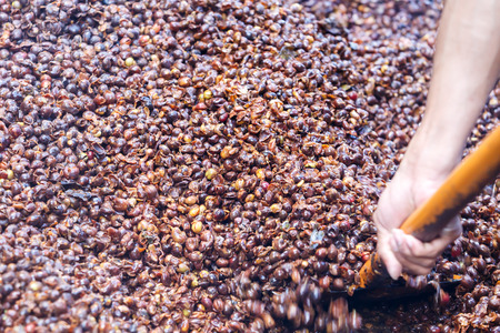 Coffee bean barkの写真素材