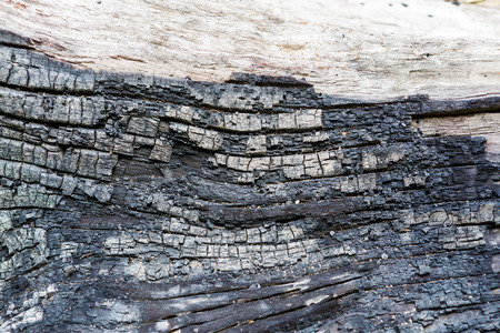 Dry wooden with charの写真素材