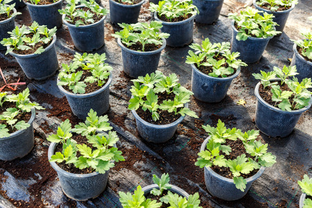 Young flower garden  plantの写真素材