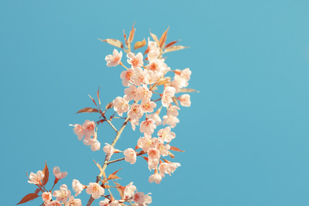 Wild Himalayan Cherry spring blossom