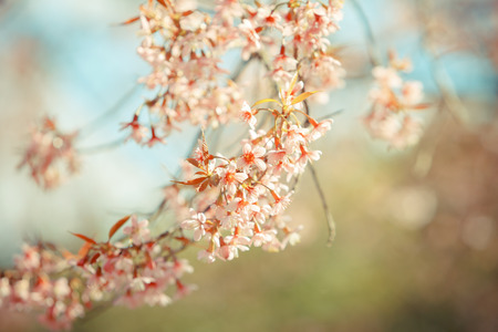 Wild Himalayan Cherry spring blossomの写真素材