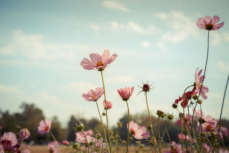 Cosmos flower blossom in garden