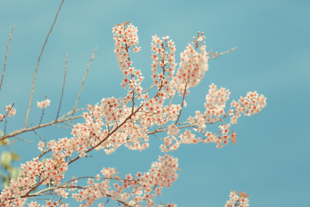 Wild Himalayan Cherry spring blossomの写真素材