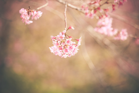 Wild Himalayan Cherry spring blossomの写真素材