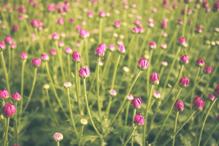 Young flower garden plantの写真素材