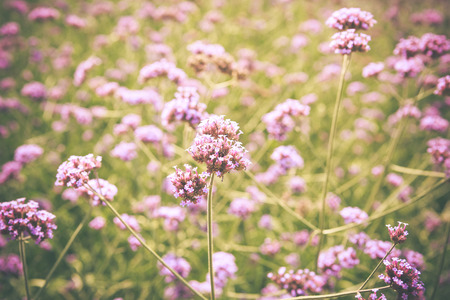 Purpletop Vervain flower blossom in gardenの写真素材