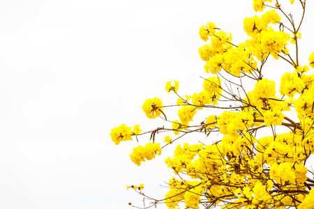 Yellow tabebuia flower blossom on white backgroundの写真素材