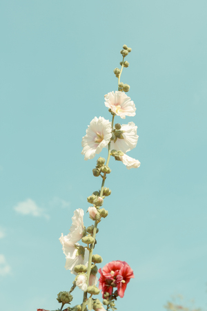hollyhock flower blossom in gardenの写真素材