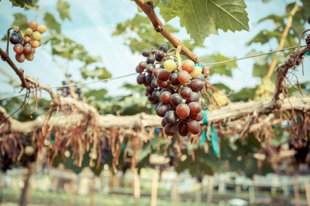 branch young grapes on vine in vineyardの写真素材