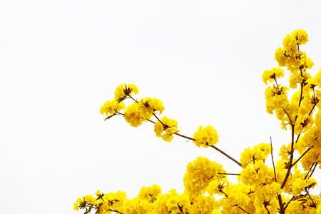Yellow tabebuia flower blossom on white backgroundの写真素材
