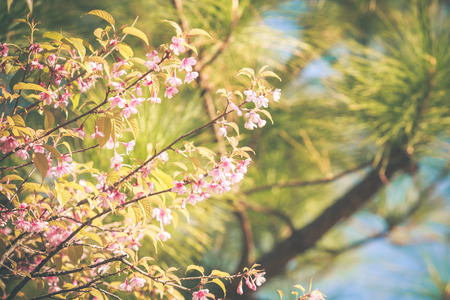 Wild Himalayan Cherry spring blossomの写真素材