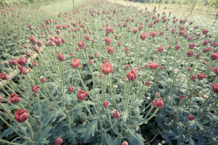 Young flower garden plantの写真素材