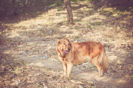 cute golden retriever dogの写真素材