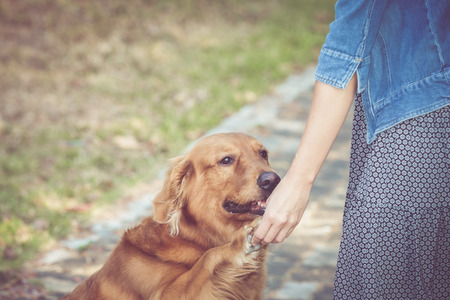 cute golden retriever dog with womenの写真素材