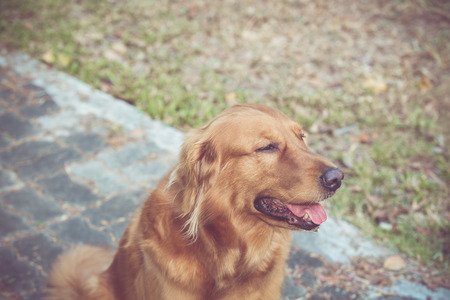 cute golden retriever dogの写真素材