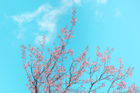Wild Himalayan Cherry spring blossom