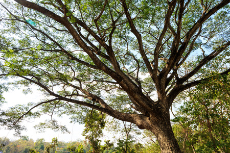 Big Mimosa tree