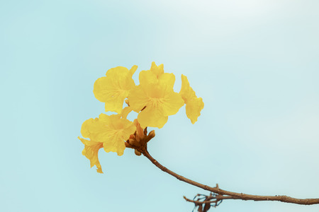 Yellow tabebuia flower blossomの写真素材