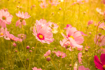 Cosmos flower blossom in gardenの写真素材