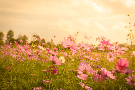 Cosmos flower blossom in gardenの写真素材