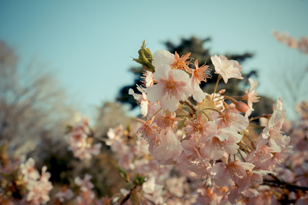 Sakura cherry blossom in japanの写真素材