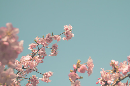 Sakura cherry blossom in japan