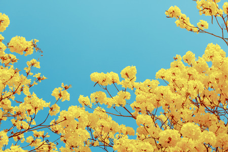 Yellow tabebuia flower blossomの写真素材