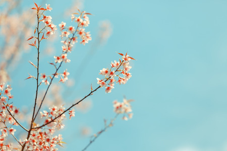 Wild Himalayan Cherry spring blossomの写真素材