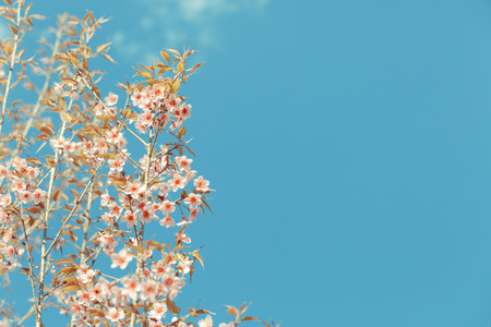 Wild Himalayan Cherry spring blossomの写真素材