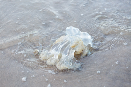 jelly fish dead on the beachの写真素材