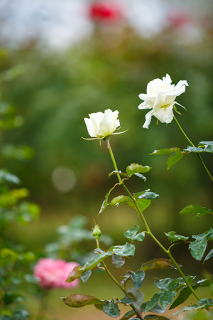 Rose flower in gardenの写真素材