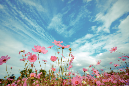 Cosmos flower blossom in gardenの写真素材