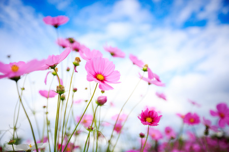 Cosmos flower blossom in gardenの写真素材
