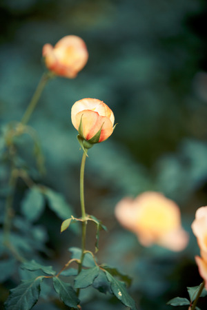 Rose flower in gardenの写真素材