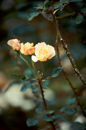 Rose flower in gardenの写真素材