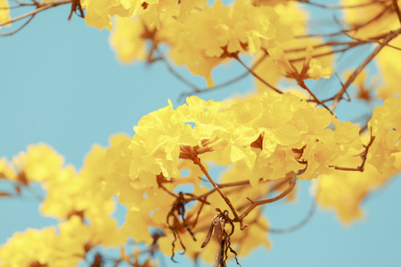 Yellow tabebuia flower blossomの写真素材