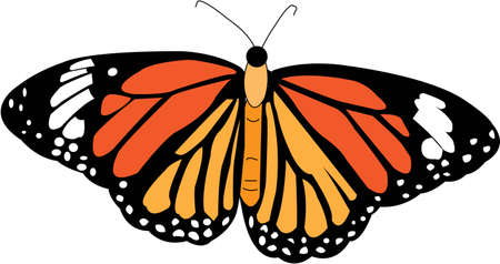 Butterflyのイラスト素材