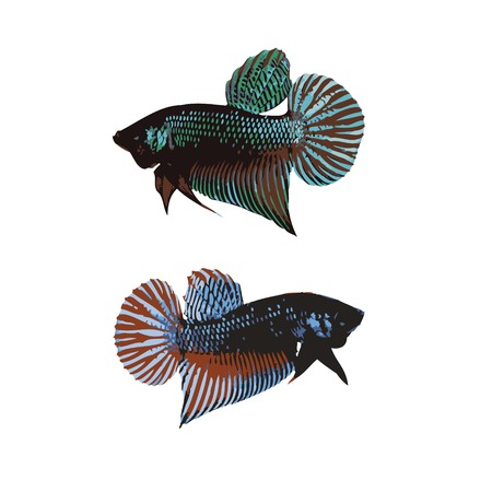 betta vector for designのイラスト素材