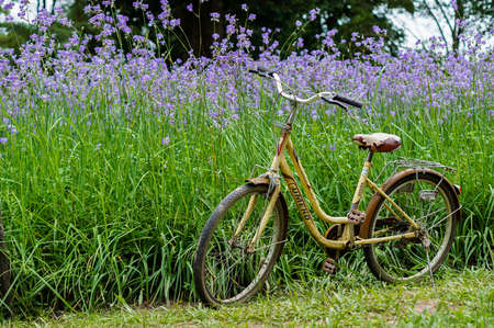 A bicycle in the flower gardenの写真素材